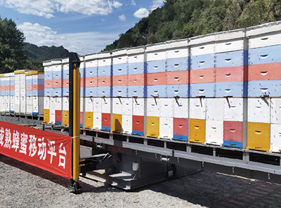 意大利蜜蜂多箱体蜂蜜生产管理技术